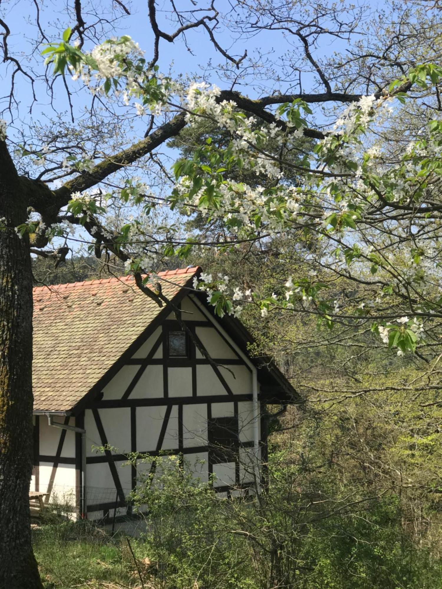 Logis Du Haut-Koenigsbourg Thannenkirch Ruang foto
